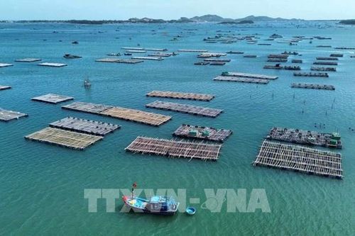 Phú Yên siết chặt nuôi thủy sản sau hợp nhất hành chính