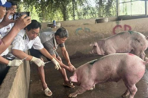 Sóc Trăng: Kiểm tra lò mổ heo gia công cho Công ty C.P