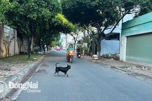 Ngăn ngừa hiểm họa từ chó thả rông: Cần biện pháp mạnh mẽ hơn