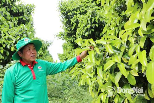 Thu hút đầu tư vào nông nghiệp hữu cơ