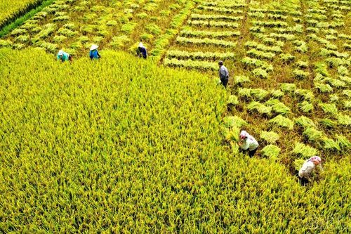 Nông dân vượt nắng nóng thu hoạch lúa xuân