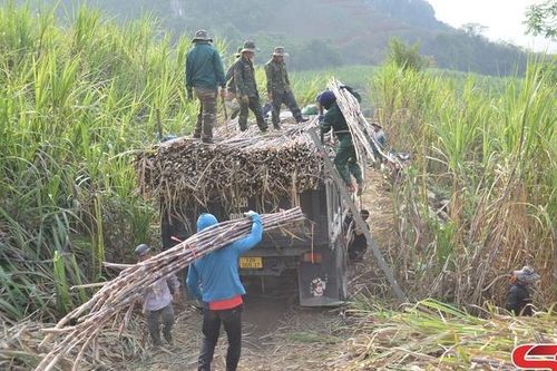Chiềng Sại mở rộng diện tích trồng mía