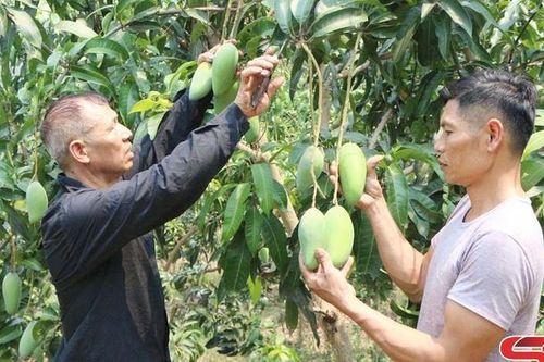 Hiệu quả mô hình nghề nghiệp '5 tự', '5 cùng'