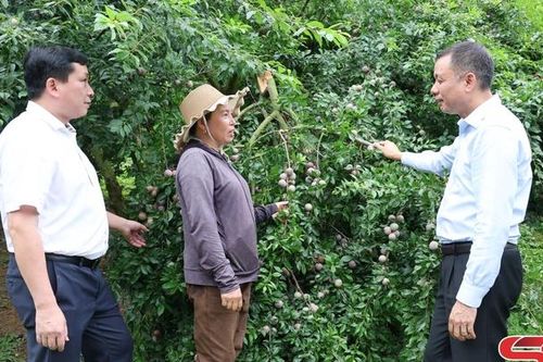 Đồng chí Phó Chủ tịch UBND tỉnh kiểm tra tiêu thụ mận hậu tại Yên Châu