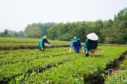 Góp phần nâng tầm cây chè vùng bán ngập
