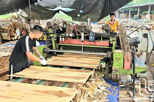 Từ nghị quyết đến những cánh rừng trù phú