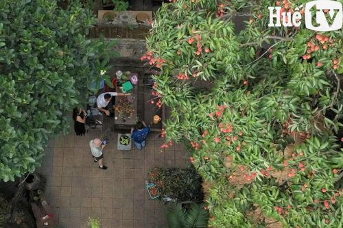 Hắc lệ chi 130 năm tuổi ở phủ Mỹ Hóa Công