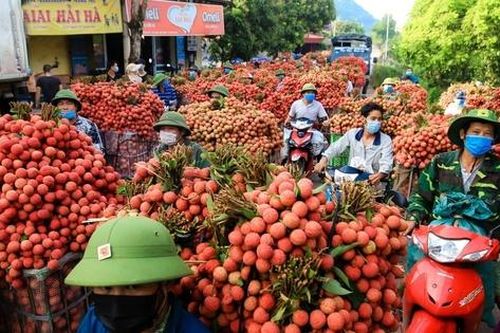 Đặc sắc chương trình du lịch 'Vải thiều Lục Ngạn - Tinh hoa trái cây Việt'