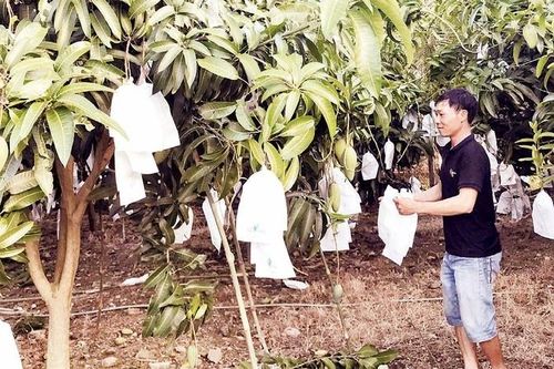 Cây xoài bám rễ ở vùng đất Đắk Gằn giúp nông dân làm giàu