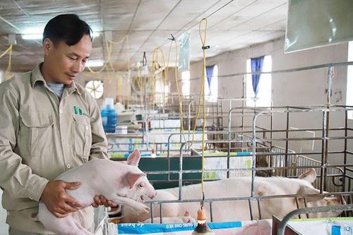 Cơ hội nào cho HTX chăn nuôi nội từ vụ việc của C.P?