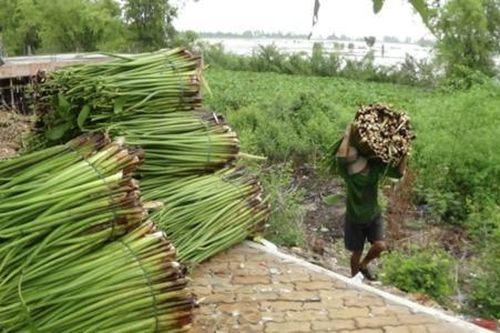 HTX giúp nâng tầm đời sống nông dân Châu Thành nhờ nghề đan lát lục bình