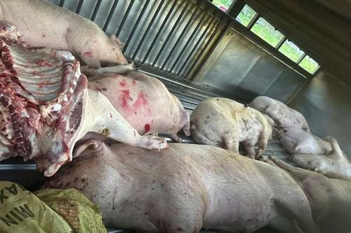 Quảng Trị phát hiện nhiều heo chết được đưa đến cơ sở giết mổ