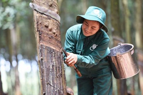 Tập đoàn Công nghiệp Cao su Việt Nam: Tăng tốc phát triển, tối ưu nguồn lực