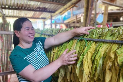 Trùng Khánh trồng 2.443 ha thuốc lá