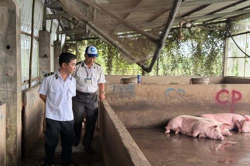 Đang kiểm tra lò mổ heo gia công cho Công ty C.P. Việt Nam tại Sóc Trăng