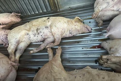 Mua lợn chết đưa vào cơ sở giết mổ
