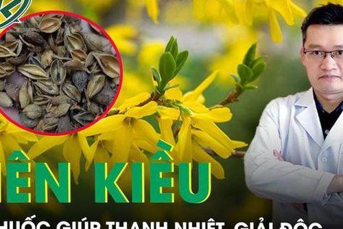 Liên kiều: Vị thuốc hỗ trợ thanh nhiệt, giải độc hiệu quả