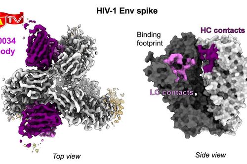 Phát triển vaccine có thể vô hiệu hóa gần 70% chủng virus HIV