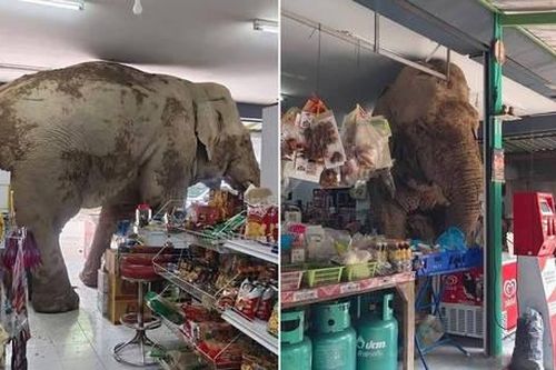 Voi hoang dã 'mò' vào hàng tạp hóa kiếm thức ăn