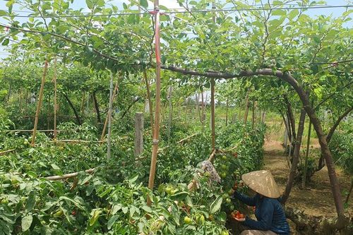 Cà chua chờ 'giải cứu'