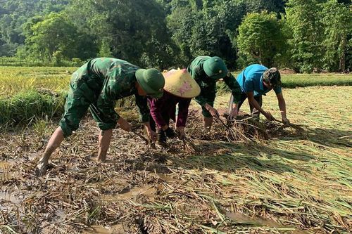 Bộ đội Biên phòng giúp bà con vùng cao gặt lúa sau lũ quét