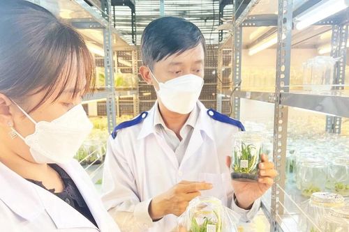 Bến Tre ứng dụng hiệu quả khoa học, công nghệ vào sản xuất nông nghiệp