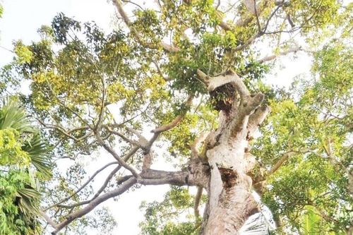 An Giang bảo tồn các cây di sản