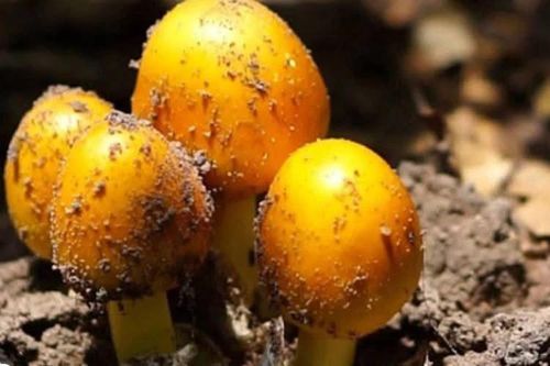 Loại nấm hệt lòng đỏ trứng, 300.000 đồng/kg vẫn 'cháy hàng'