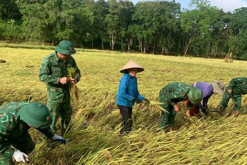 Bộ đội Biên phòng Nghệ An giúp người dân gặt lúa sau lũ quét