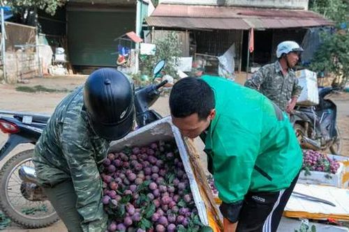 Mận vừa vào mùa đã 'vấp' cảnh rớt giá thê thảm