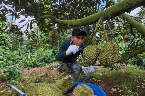 Đại phẫu 'vua' trái cây tỷ USD - bài 3: Nỗi lo chính vụ