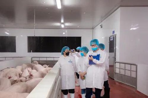 Kiểm tra hoạt động giết mổ lợn của Công ty C.P Việt Nam tại Hà Nội