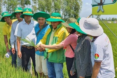 Tác phẩm Ký sự 'Nơi mùa vàng bắt đầu'