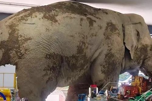 Voi hoang dã 'đột nhập' cửa hàng tạp hóa tìm đồ ăn khiến nhiều người thót tim