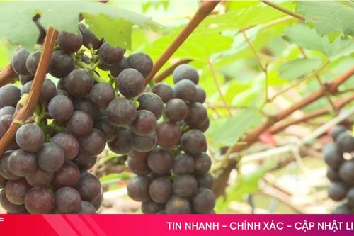 Rộn ràng thu hoạch nho hạ đen ở Nghi Xuân