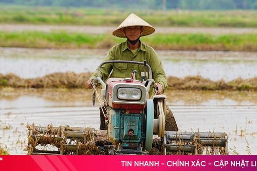 Chủ tịch UBND tỉnh chỉ đạo đẩy mạnh sản xuất, sớm hoàn thành gieo cấy lúa hè thu