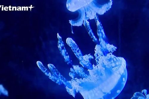 Độc đáo thú nuôi sứa cảnh mini đủ màu sắc
