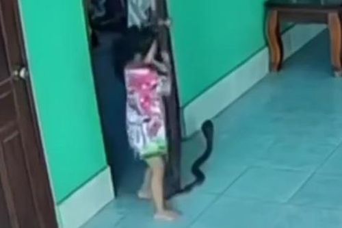 Giẫm trúng đuôi con rắn khi vừa mở cửa phòng, bé gái hoảng sợ la hét