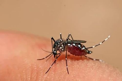 6 mẹo đuổi muỗi từ tự nhiên, an toàn cho cả gia đình