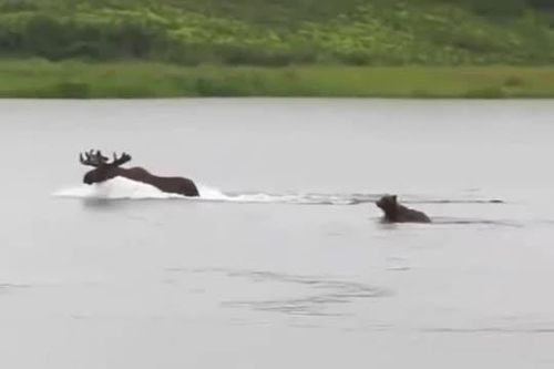 CLIP: Gấu nâu lao xuống sông truy sát nai sừng tấm và cái kết 'hụt hẫng'