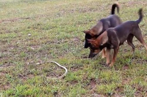 CLIP: Cuộc chạm trán kịch tính giữa hai chú chó săn và con rắn dữ trong rừng