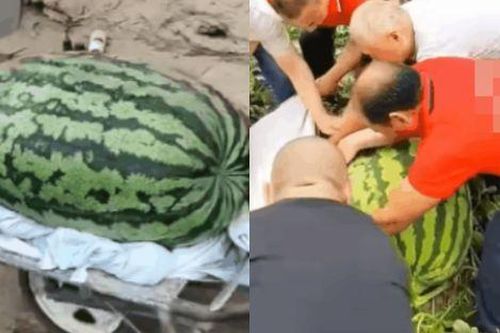 Khó tin quả dưa hấu nặng gần 100kg, phải hơn 5 người mới khiêng nổi