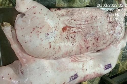 Heo C.P. bẩn: Khi bức ảnh, con dấu không thể nói dối