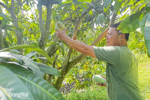 Nóng vấn đề giá nông sản, vật tư nông nghiệp