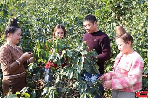 Chăm sóc cây cà phê thời kỳ quả non