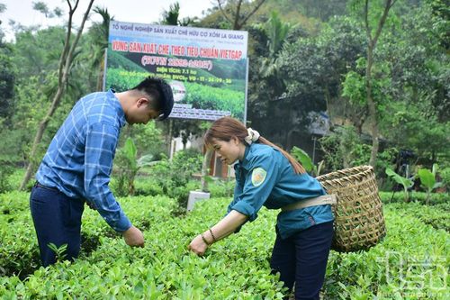 Nâng tầm giá trị chè trung du