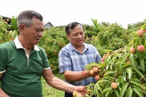 Vải sớm Tân Yên bắt đầu thu hoạch, kỳ vọng một vụ mùa thắng lợi