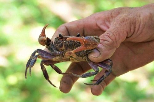Những mùa bắt cua ở làng Chương