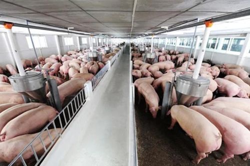 Thanh Hóa: Agri-Vina được đưa lợn vào nuôi tăng đàn