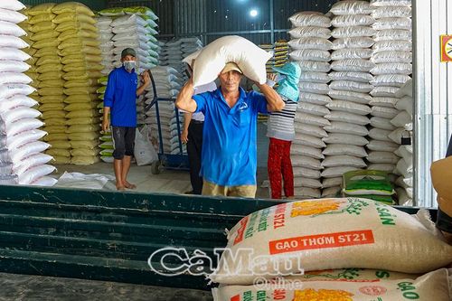Hướng đi mới cho nông nghiệp Cà Mau